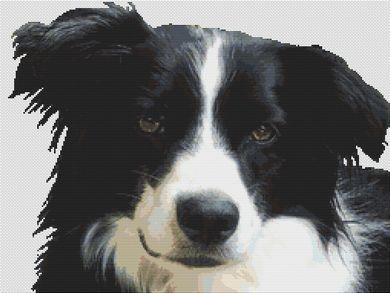 (image for) Border Collie
